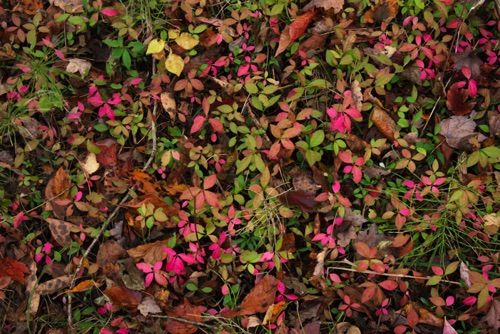 Burning Bush Seedlings, Great Swamp National Wildlife Refuge, NJ (4464 SA).jpg